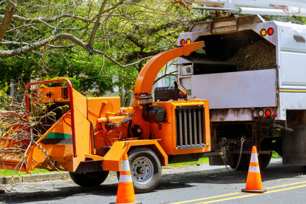 Best Root Management and Removal  in Berwyn, IL