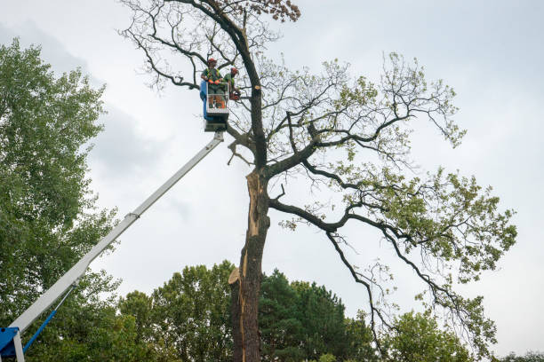 How Our Tree Care Process Works  in  Berwyn, IL