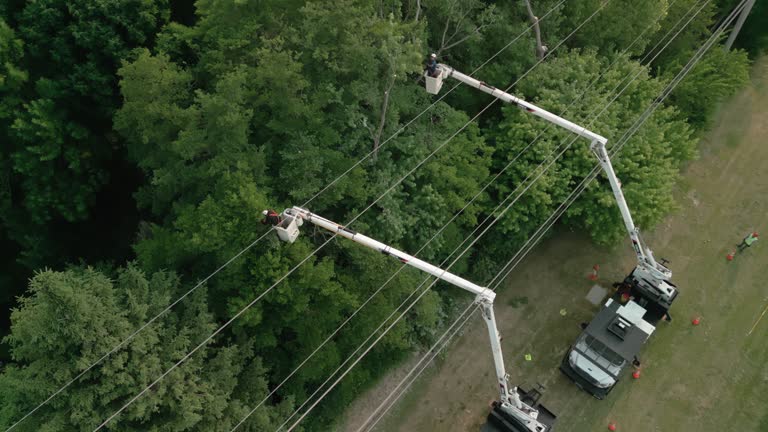 Best Storm Damage Tree Cleanup  in Berwyn, IL