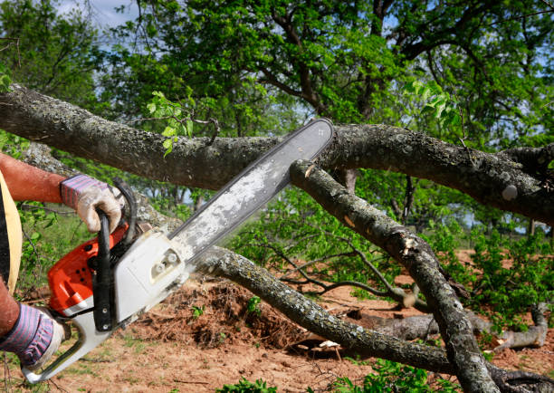 Trusted Berwyn, IL  Tree Services Experts